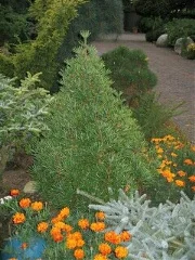 Sciadopitys verticillata 'Picola'