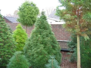 Sciadopitys verticillata 'Picola'
